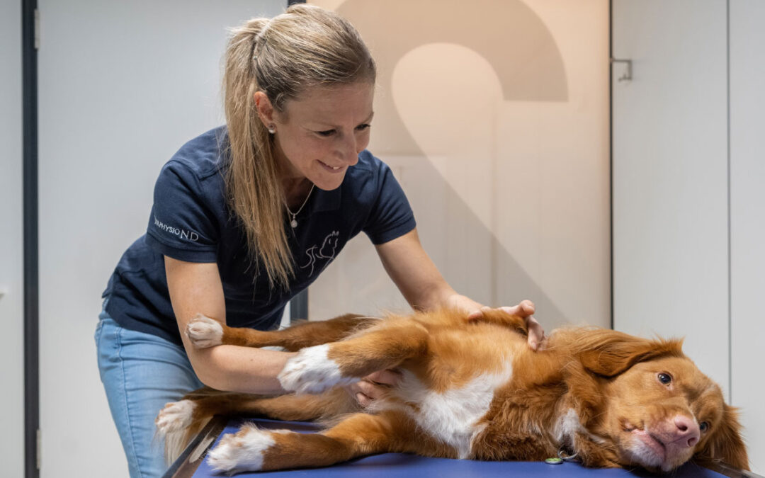 Tierphysiotherapie wieder im Angebot