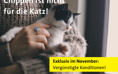 Katzenchip-Aktion November 2022