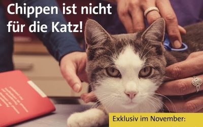 Katzenchip-Aktion November 2023