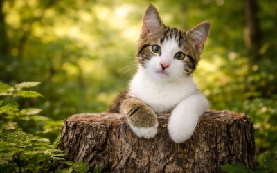 Vermisstes/gefundenes Tier – was tun?