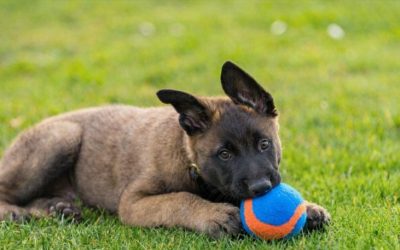 Hundewelpen – die wichtigsten Infos
