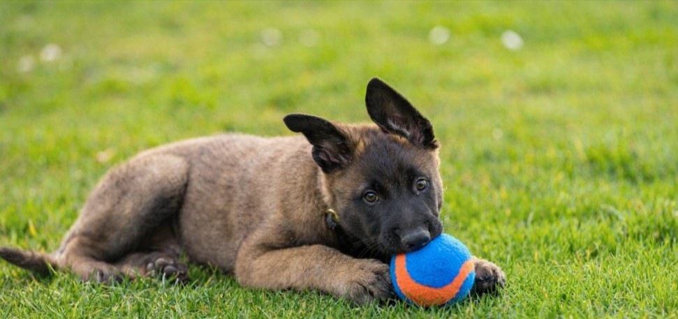 Hundewelpen – die wichtigsten Infos